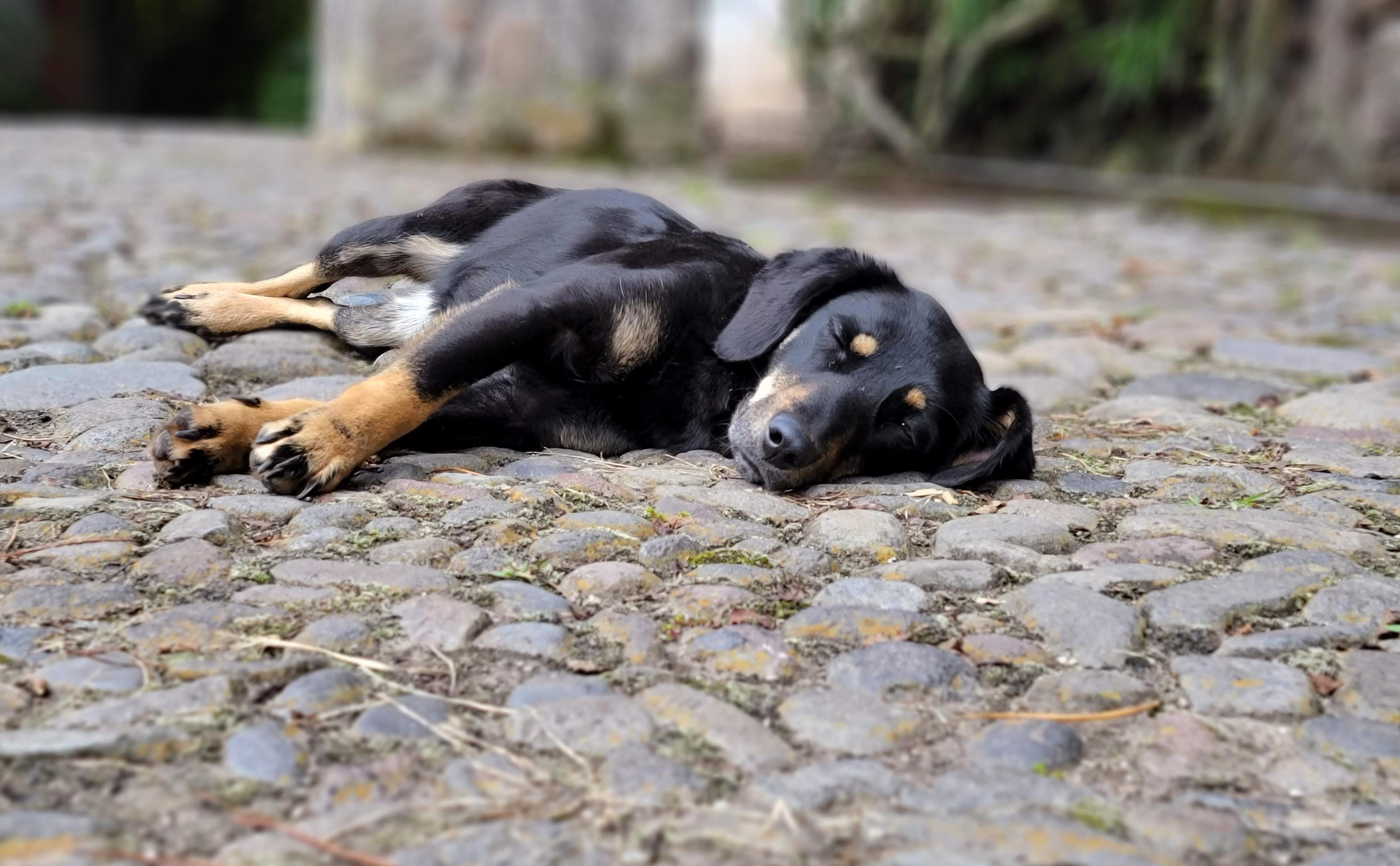 A puppy laying on a stone road.
