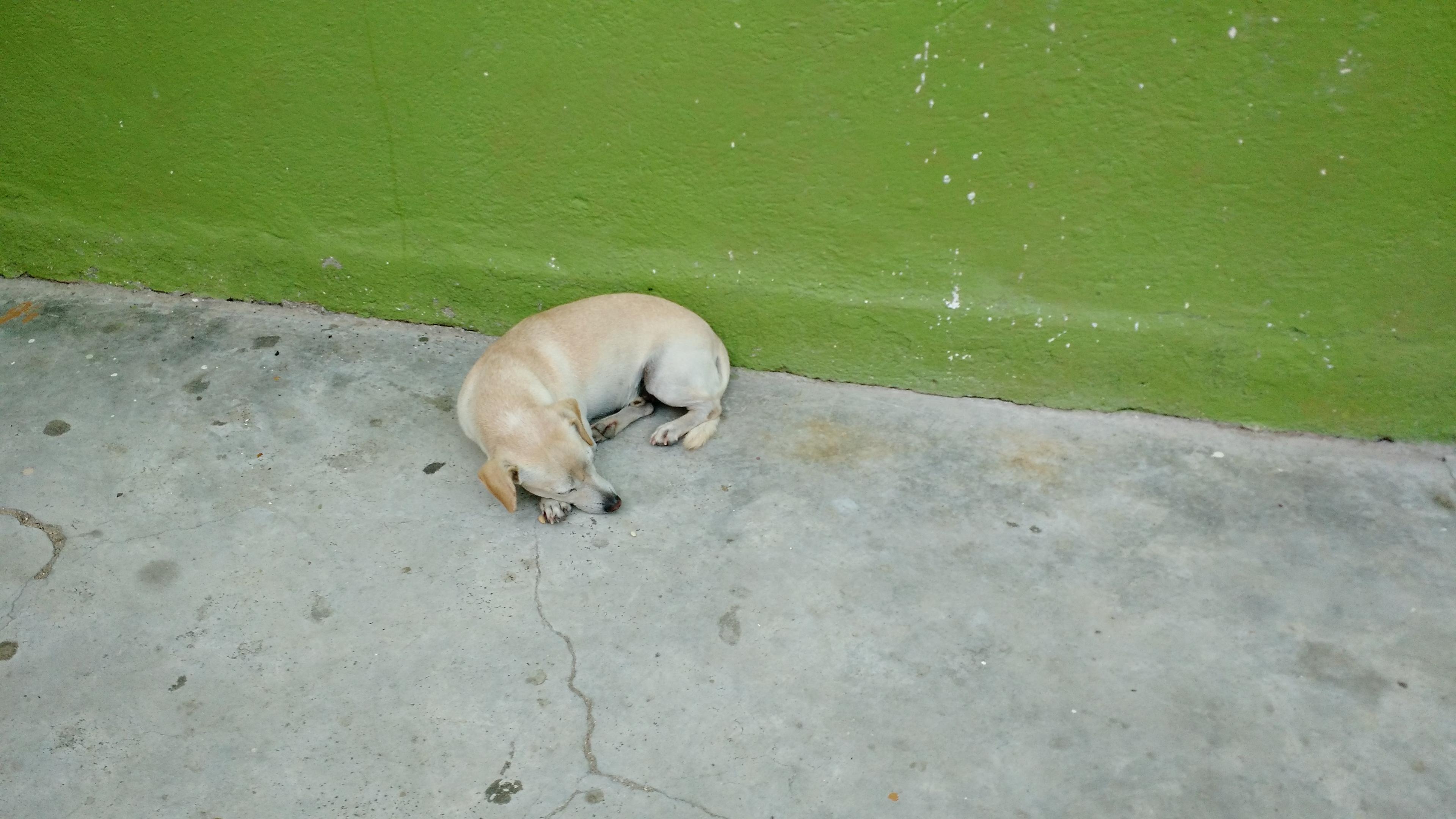 A white puppy sleeps by a green wall.