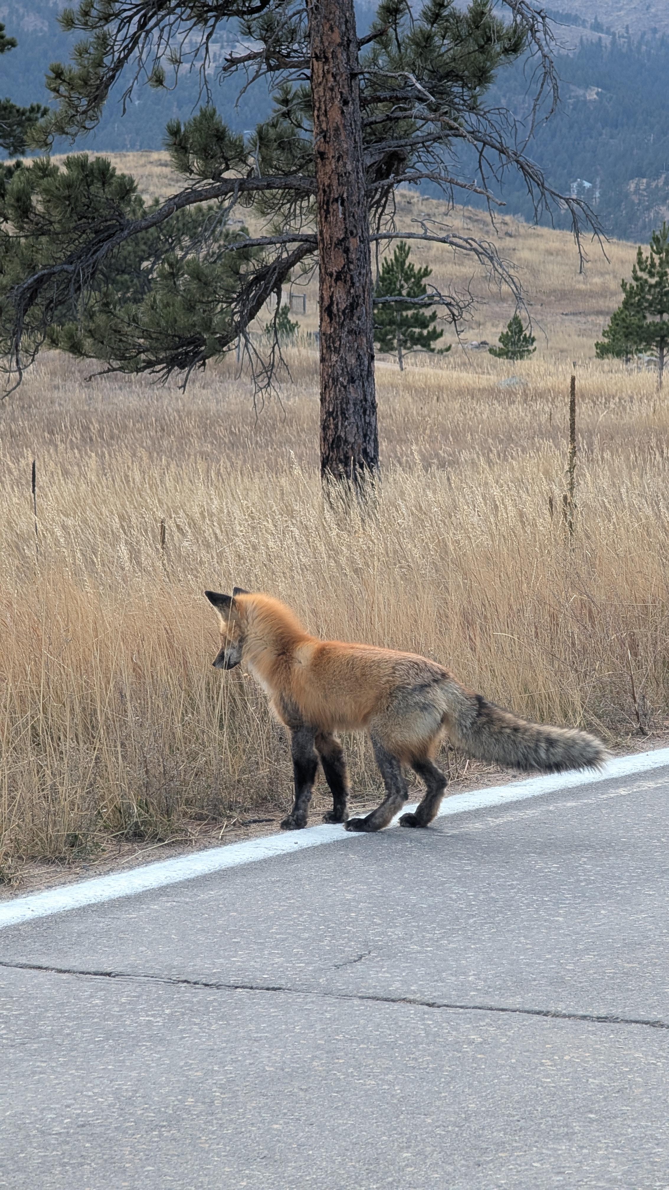 A fox on a paved road.