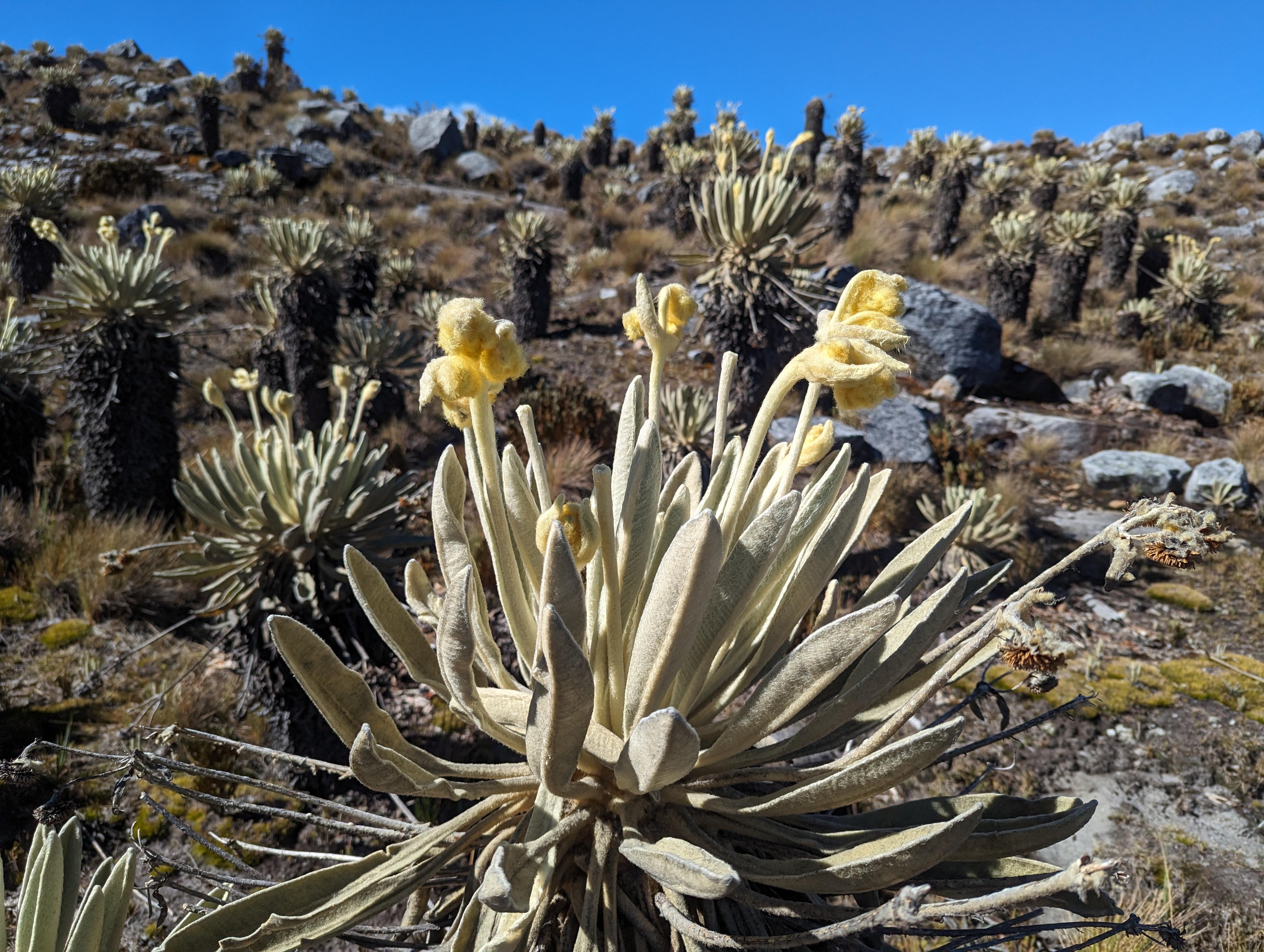 A portrait of frailejones.