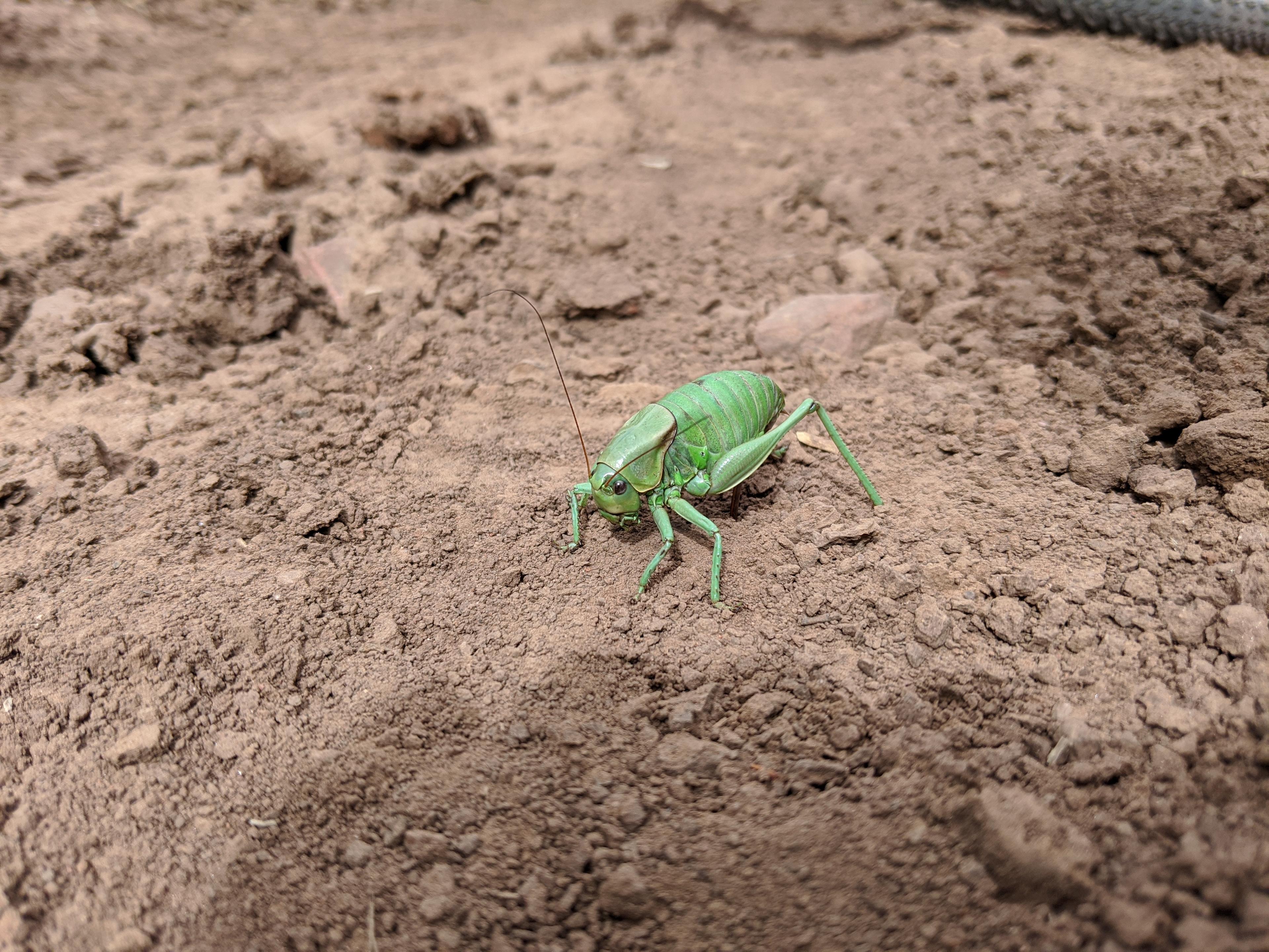 A green bug on dirt.