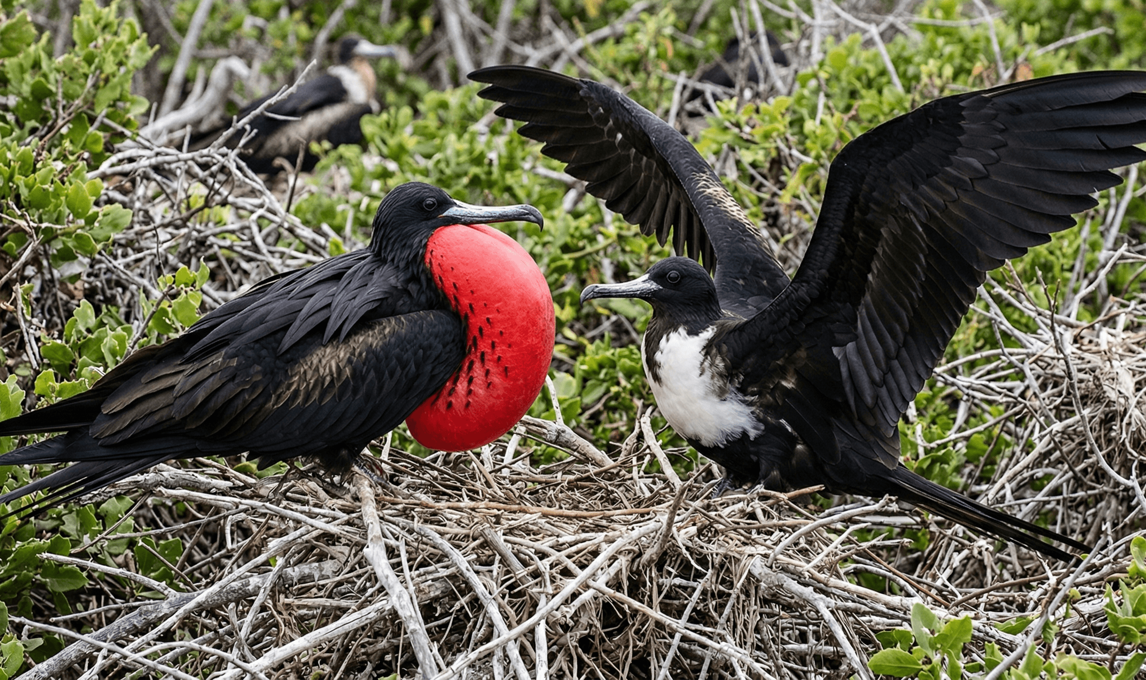 A Magnificent Frigatebird pair perched on sticks.