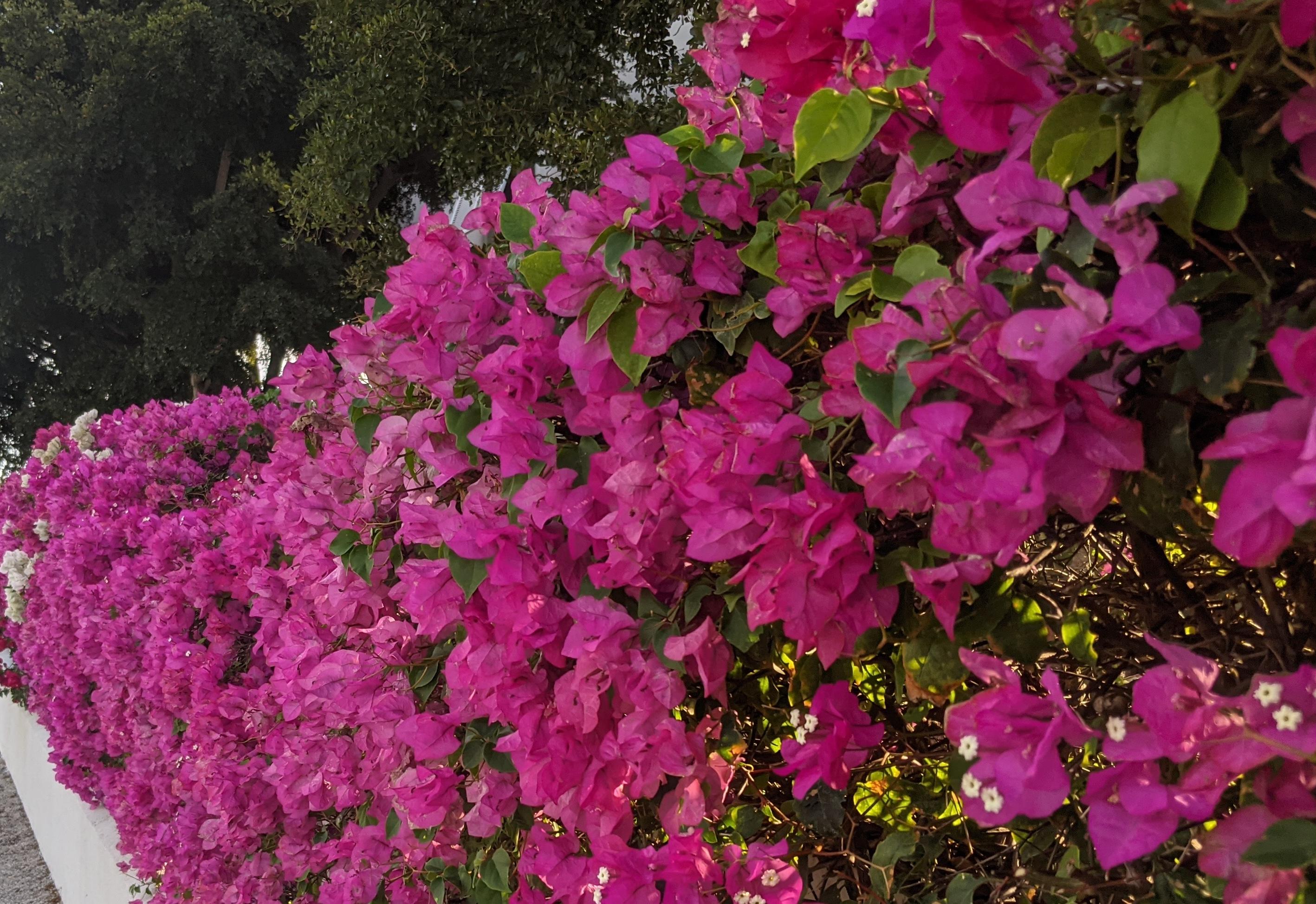 A wall of pink flowers.