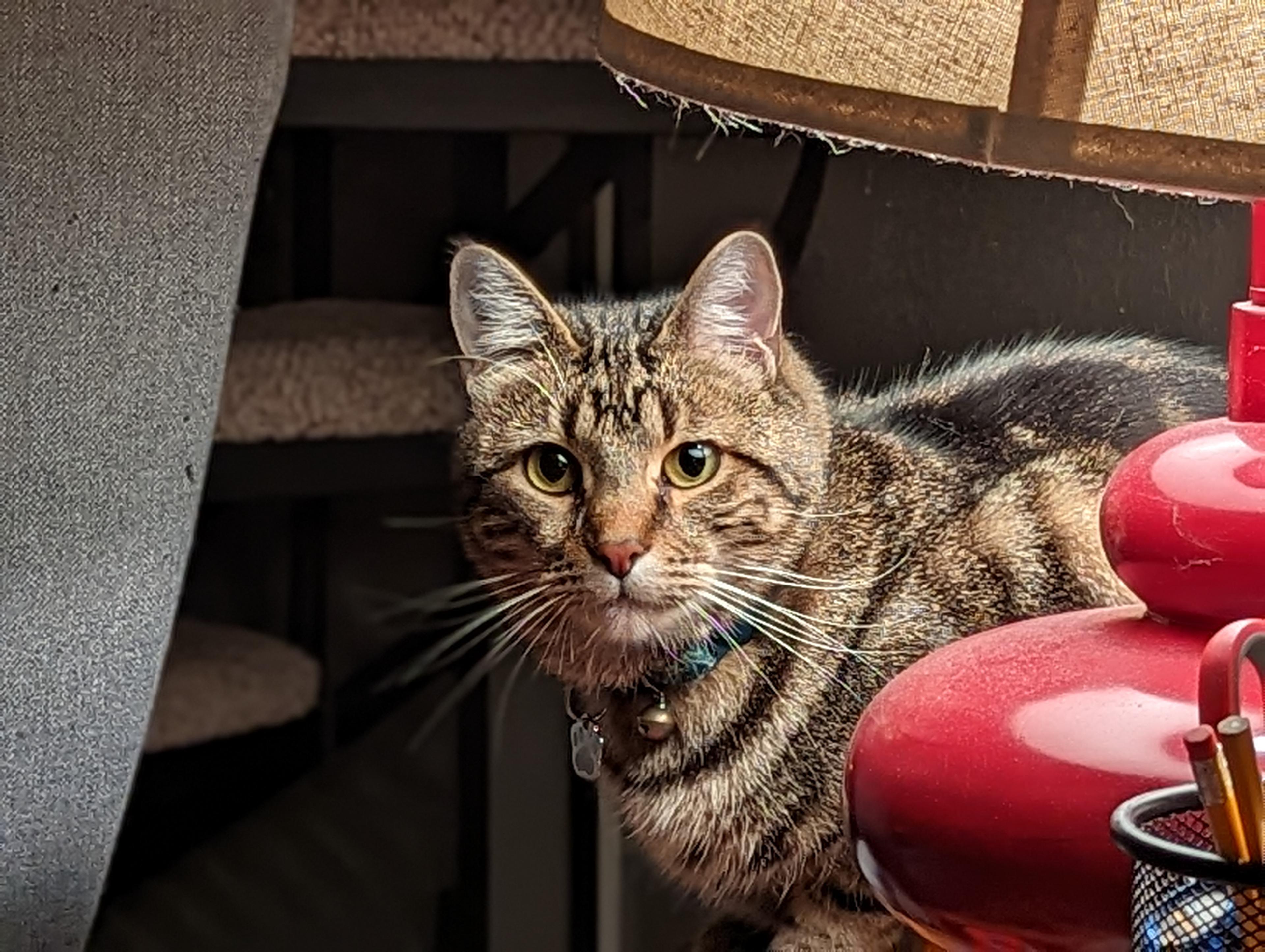 A cat by a red lamp.