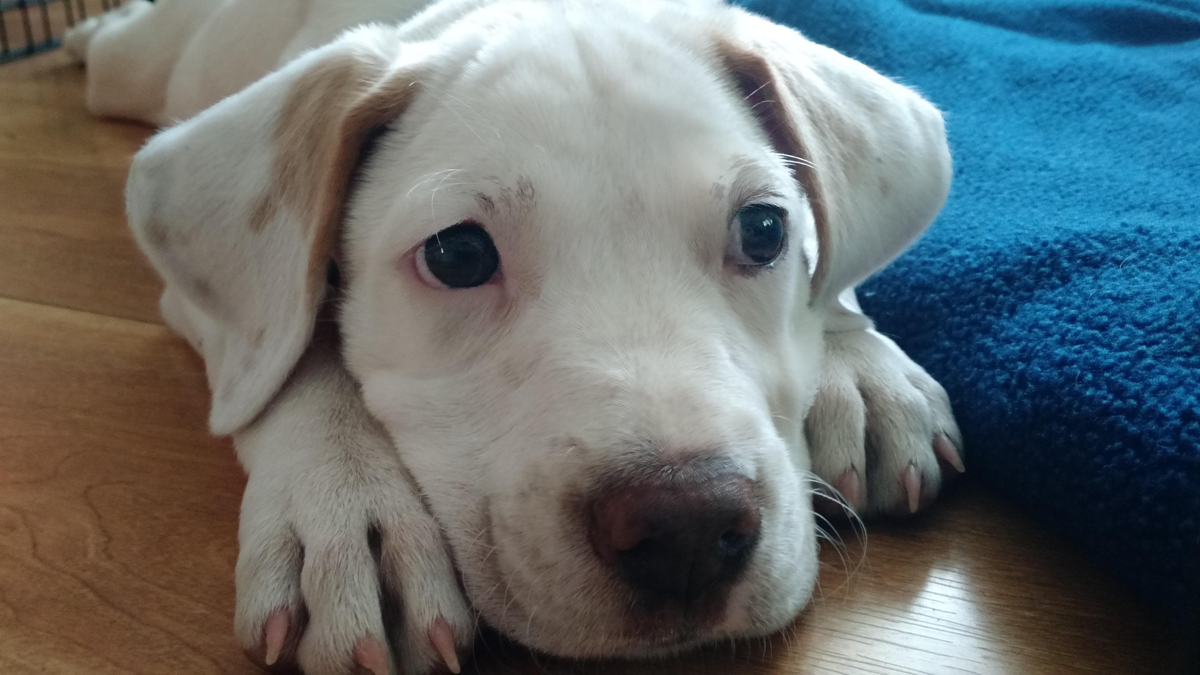 A close-up of a white puppy.