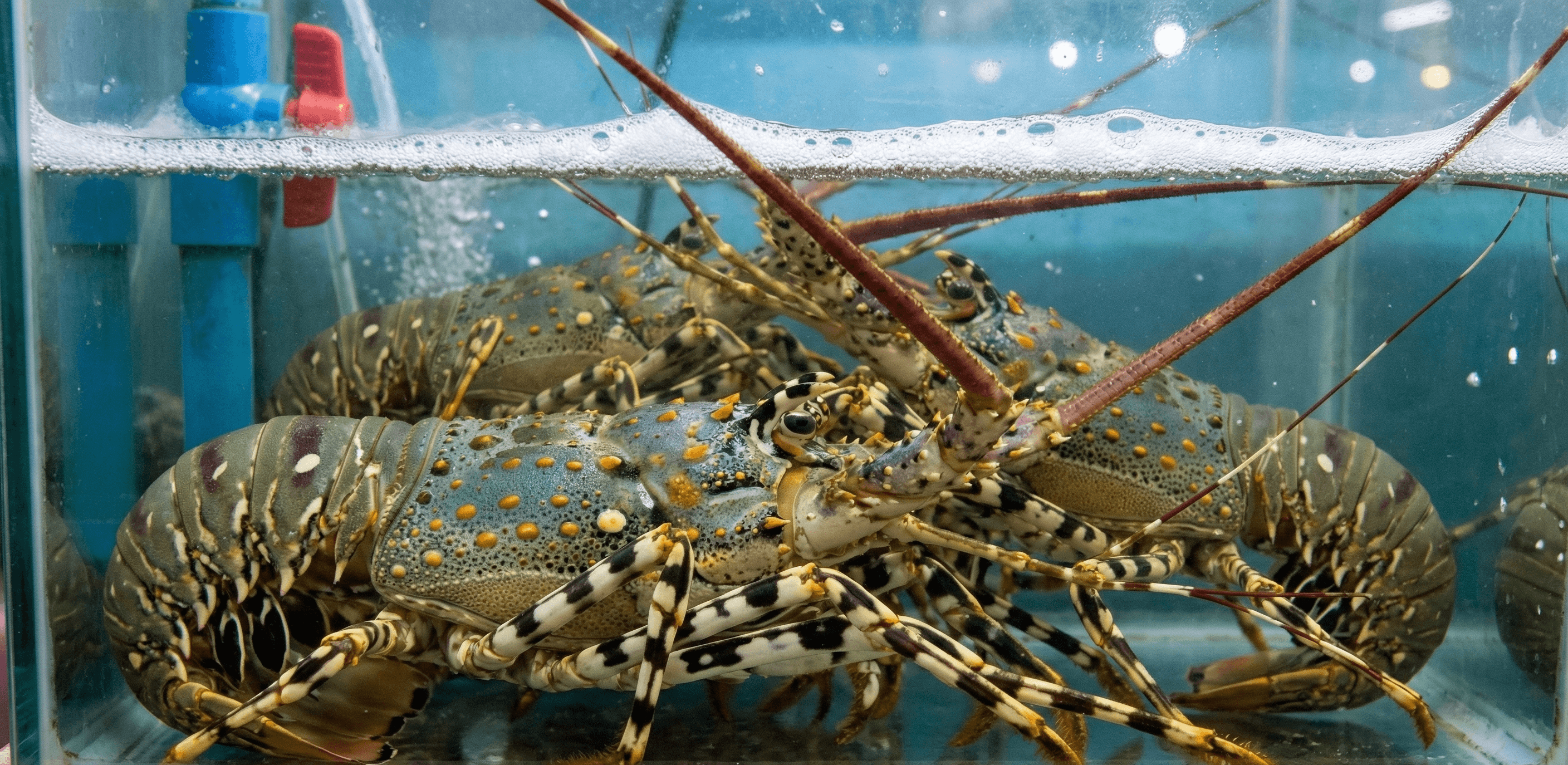 Ornate spiny lobsters resting at the bottom of a clear glass aquarium tank.