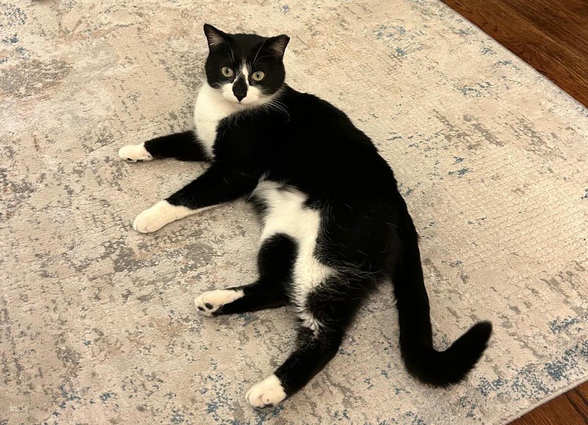 A black and white cat relaxes on a carpeted floor.